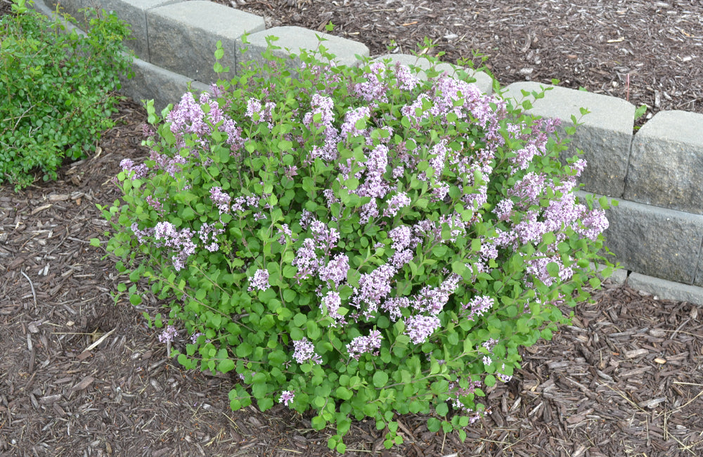 Lilac Dwarf Korean 3 Mulders Nursery Llc