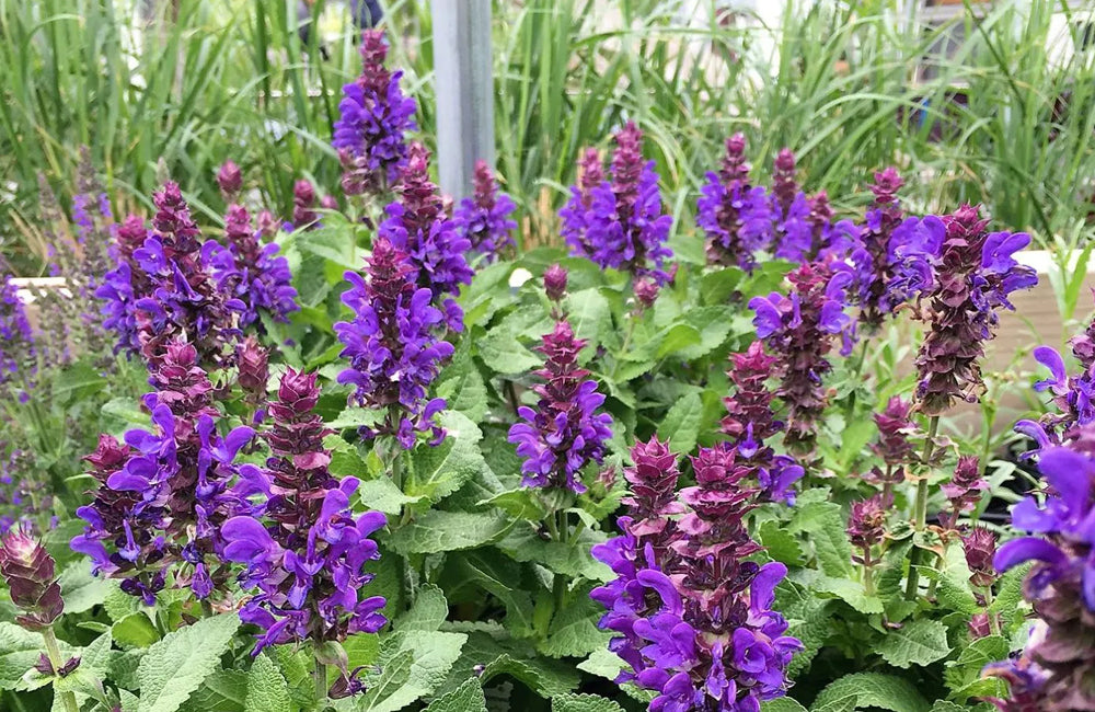 Salvia, Blue Marvel #1 – Mulder's Nursery Llc