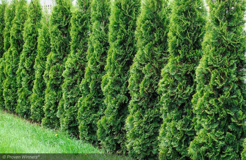 Arborvitae, Degroot's 5-6' (Iseli) – Mulder's Nursery LLC