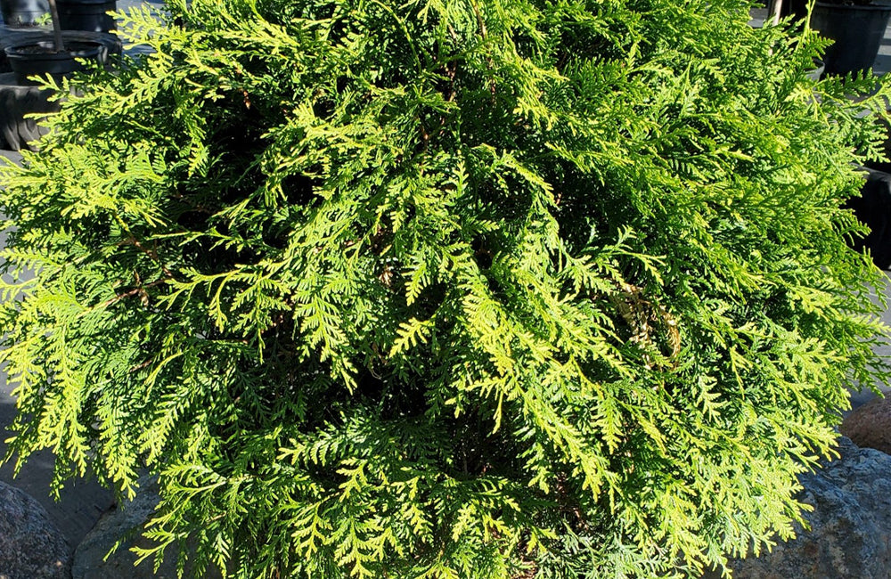 Arborvitae, Woodward Globe #3 – Mulder's Nursery LLC