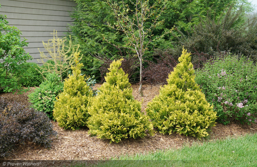 Cypress, Soft Serve Gold 4-5' – Mulder's Nursery LLC