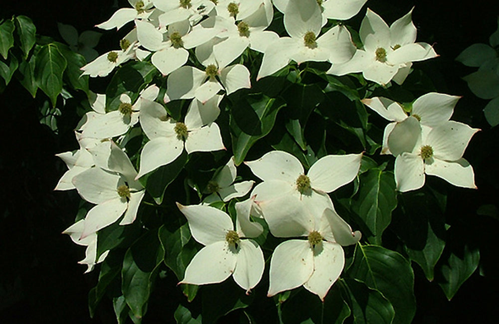 Dogwood, Galilean 5’ – Mulder’s Nursery LLC