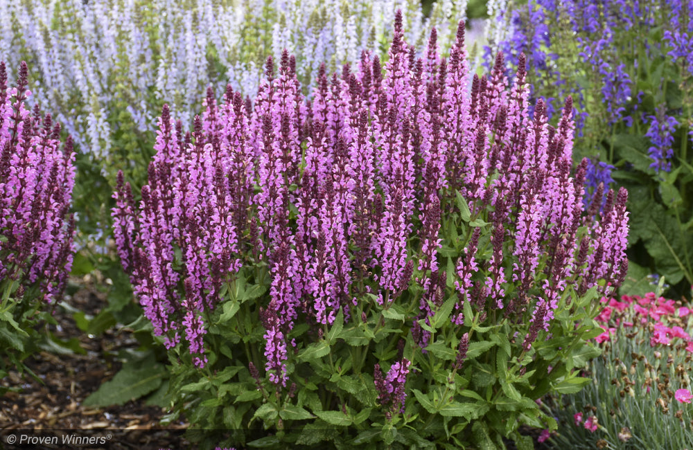 Salvia, Pink Profusion p8 – Mulder's Nursery LLC